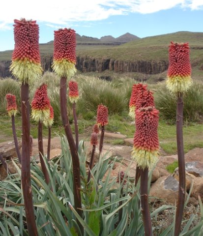 Kniphofia caulescens
